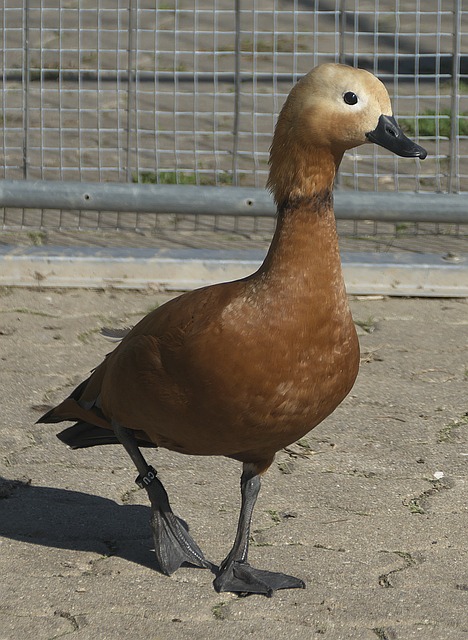 尔马斯与赫